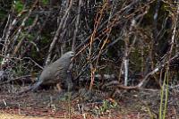 California Quail 1